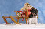 Jack Russell Terrier Welpe zur Weihnachtszeit