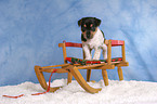 Jack Russell Terrier Welpe zur Weihnachtszeit