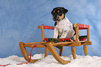 Jack Russell Terrier Welpe zur Weihnachtszeit