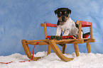 Jack Russell Terrier Welpe zur Weihnachtszeit