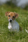 sitzender Jack Russell Terrier