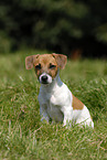 sitzender Jack Russell Terrier