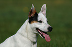 Jack Russell Terrier