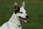 Jack Russell Terrier