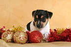 Jack Russell Terrier Welpe zu Weihnachten