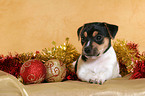 Jack Russell Terrier Welpe zu Weihnachten