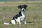 sitzender Jack Russell Terrier