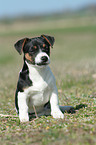 sitzender Jack Russell Terrier