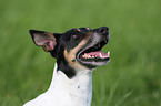 Jack Russell Terrier Portrait