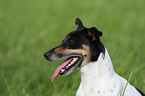 Jack Russell Terrier Portrait