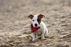 sitzender Jack Russell Terrier