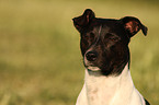 Jack Russell Terrier Portrait