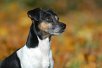 Jack Russell Terrier Portrait