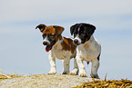 Jack Russell Terrier