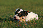 Jack Russell Terrier Welpe mit Ball