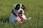 Jack Russell Terrier Welpe knabbert an Ball