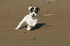 Jack Russell Terrier Welpe spielt mit Stckchen