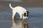 badender Jack Russell Terrier Welpe