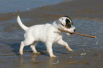 Jack Russell Terrier Welpe spielt mit Stckchen