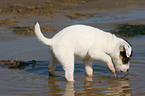 Jack Russell Terrier Welpe spielt im Wasser