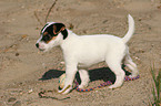 Jack Russell Terrier Welpe mit Ball