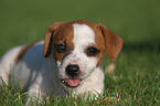 Jack Russell Terrier Welpe