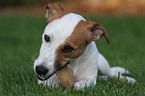 fressender Jack Russell Terrier