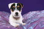 liegender Jack Russell Terrier Welpe