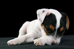 schlafender Jack Russell Terrier Welpe