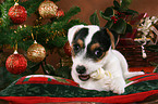 Jack Russell Terrier Welpe zu Weihnachten