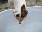 trinkender Jack Russell Terrier