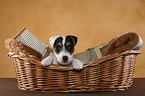 Jack Russell Terrier Welpe im Hundekorb