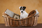 Jack Russell Terrier Welpe im Korb