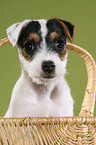 Jack Russell Terrier Welpe im Korb