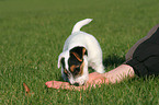 fressender Jack Russell Terrier Welpe