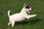 rennender Jack Russell Terrier Welpe
