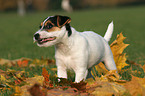 Jack Russell Terrier Welpe frisst Laub