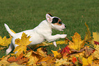 rennender Jack Russell Terrier Welpe