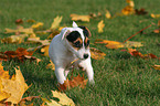 Jack Russell Terrier Welpe mit Herbstlaub