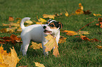 arson Russell Terrier Welpe mit Herbstlaub