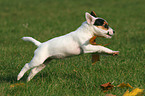 spielender Jack Russell Terrier Welpe