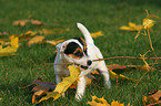 Jack Russell Terrier Welpe mit Herbstlaub