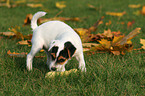 Jack Russell Terrier Welpe im Herbst
