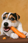 junger Jack Russell Terrier frisst Karotte