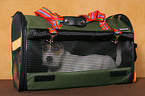 junger Jack Russell Terrier in Tasche