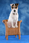 sitzender junger Jack Russell Terrier