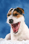 junger ghnender Jack Russell Terrier