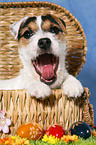 junger Jack Russell Terrier zu Ostern