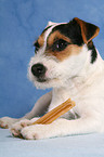 fressender junger Jack Russell Terrier