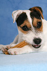 fressender junger Jack Russell Terrier